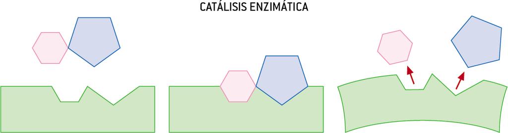 Catálisis enzimática: las sustancias que catalizan las reacciones bioquímicas se llaman enzimas (proteinas de elevada masa molecular) Ejemplo: las reacciones que tienen lugar en el cuerpo humano