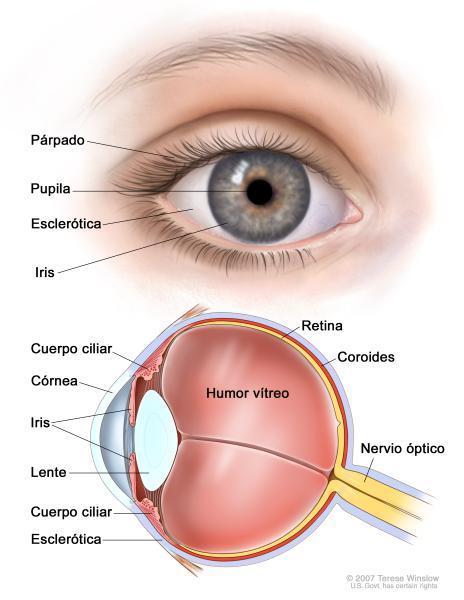 Anatomía del ojo Percepción del Color El ojo humano funciona como un captador de luz (cámara oscura) a través del oricio del iris (pupila) de diámetro variable La luz se proyecta en el