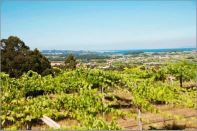 ORIGEN_ A principios de los años ochenta, un grupo de viticultores entusiastas del Valle de Salnés (Pontevedra) inició la recuperación de las variedades autóctonas y sobre todo de la más excelente de