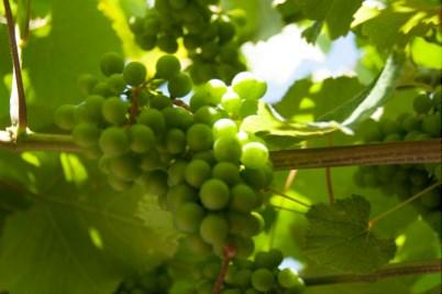 Con más de 20 años de antigüedad, las viñas se colocan de forma emparrada huyendo del exceso de humedad y buscando el sol y la brisa del Atlántico.