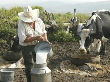 El potencial de calentamiento global de la producción de leche es del 48-65% debido a la emisión de metano.