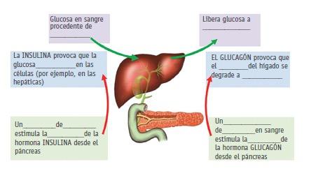 - Formulan una hipótesis explicativa de la acción del glucagón durante un periodo de ayuno. - Predicen los niveles de glucagón sanguíneo después de una ingesta alimentaria y en periodo de ayuno.