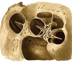 Int: Criba espiroidea lámina de los contornos Tubo óseo enrollado en el núcleo, 2.