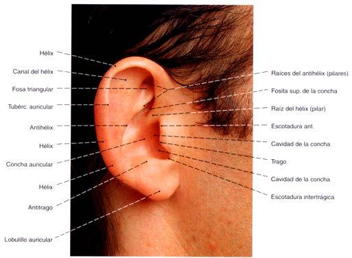 Pabellón auricular Oído Externo Expansión laminada, arriñonada bilateral, simétrica, localizada a los lados de la cabeza.