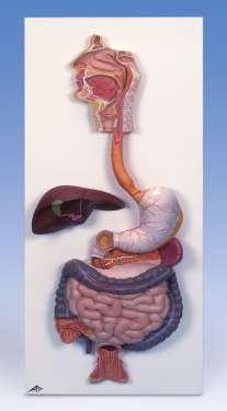 Patogenia Vía de transmisión digestiva Replicación primaria en tejido linfoide