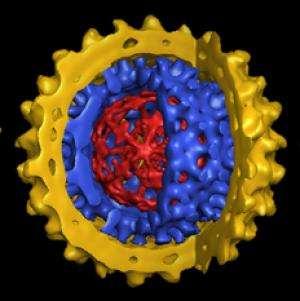 Virus de la hepatitis B (VHB) Hepatitis sérica o