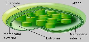5. Estructura de la célula eucariota 5.4.