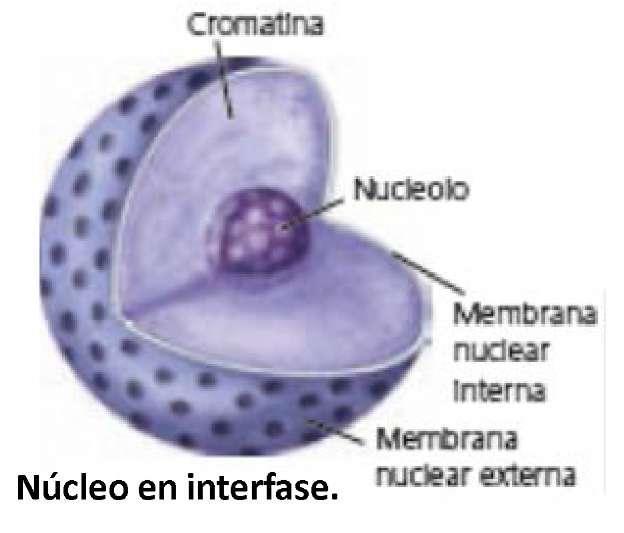 5. Estructura de la célula eucariota 5.5. El núcleo El núcleo es la parte de la célula donde se encuentra el material genético y constituye el 10% del volumen celular.