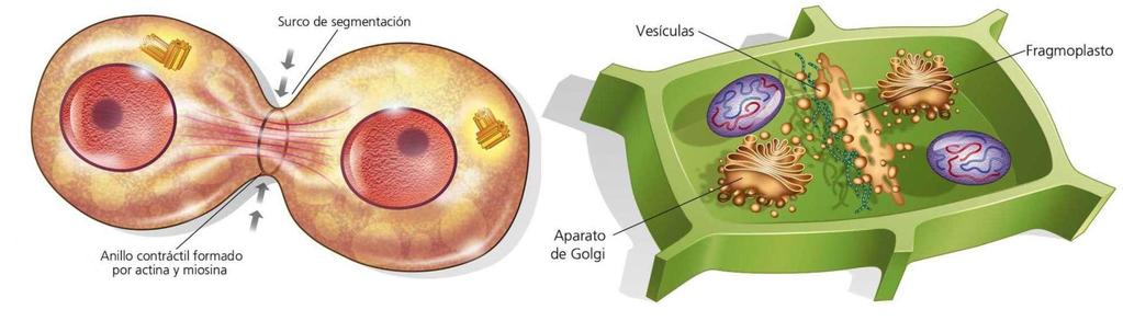7. LA DIVISIÓN CELULAR: CITOCINESIS La citocinesis es el proceso de división del citoplasma, que se produce paralelamente a la mitosis.