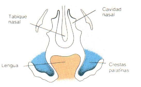 Crestas palatinas Corte frontal de un embrión de seis semanas y media.