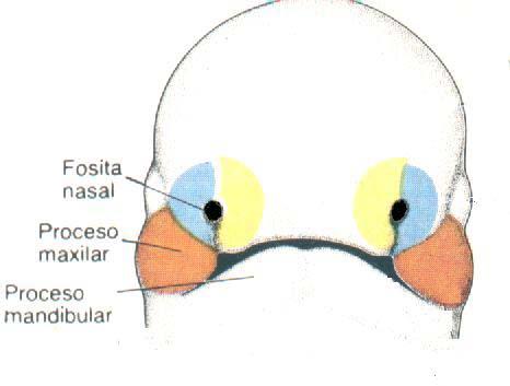 Fositas nasales primitivas Aspecto de