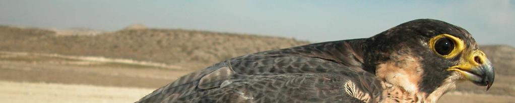 CLAVES DE DETERMINACIÓN Familia Falconidae. Género Falco Generalmente narinas redondeadas, insertas en la cera del pico. Pico muy curvo, con borde dentado. Tarsos sin plumas.