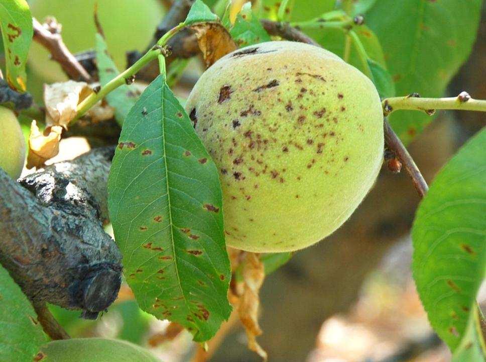 La mancha bacteriana de los frutales de hueso y del almendro (Xanthomonas arboricola pv.