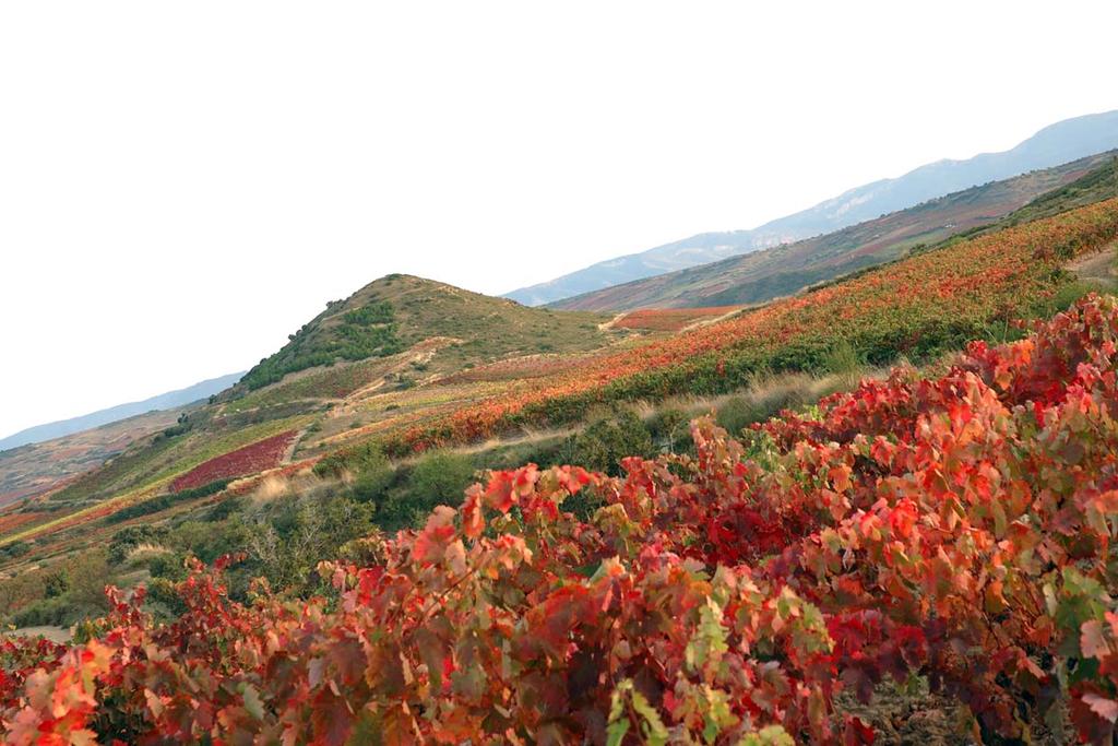 Bodegas Covila cuenta con 250 hectáreas de viñedo situadas entre los municipios de Lapuebla de Labarca, Elciego y Laguardia, en la prestigiosa zona de Rioja Alavesa.