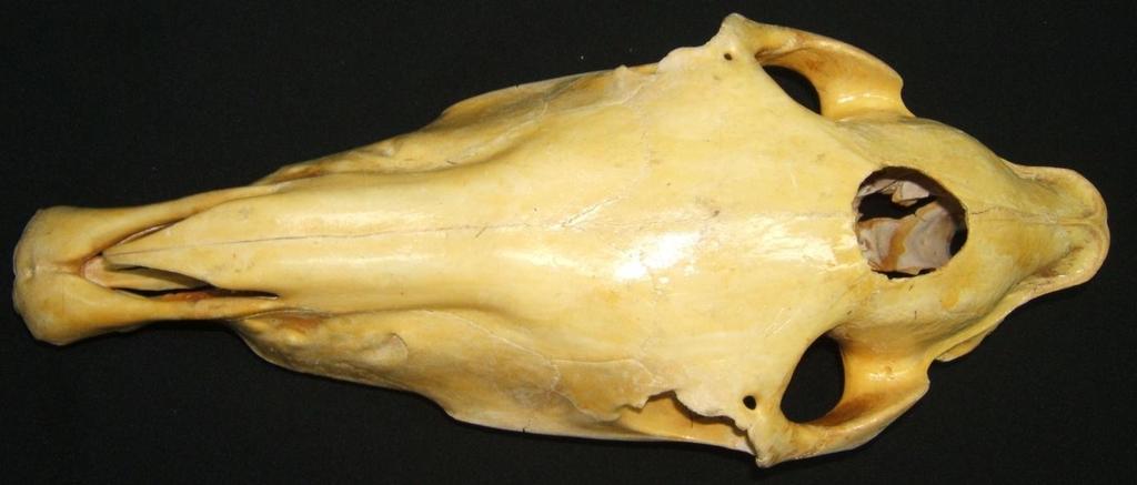 CRÁNEO (vista dorsal) Protuberancia