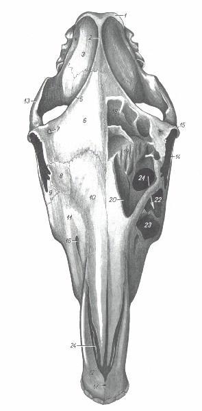 HUESOS FACIALES (Vista dorsal) Proceso frontal del hueso nasal más aguzado en canino.