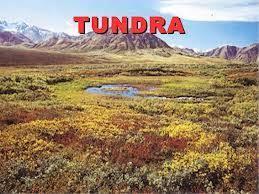 Tundras Tipo de ambiente localizado en zonas árticas y antárticas, que se caracterizan por ser estériles pues el suelo está cubierto de hielo, y en ciertas zonas puede estar cubierto de arbustos y de