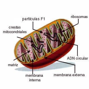 transversales (crestas mitocondriales). 20% lípidos.