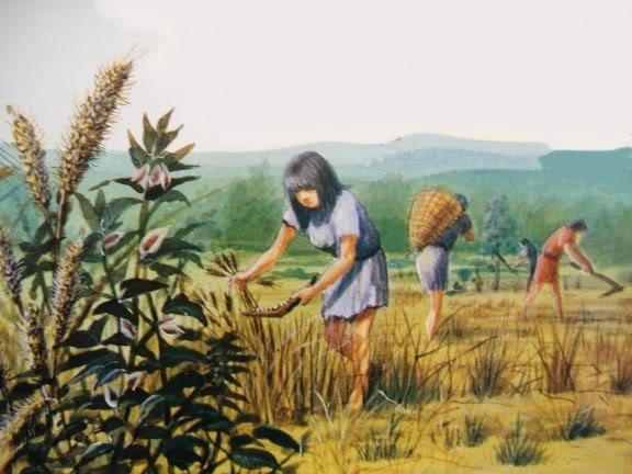 2 Historia de la agricultura Aparece en el Neolítico, hace unos 10.000 años.
