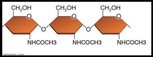 Quitina Polisacárido Grupos que contienen Nitrógeno se adhieren a los monómeros de glucosa