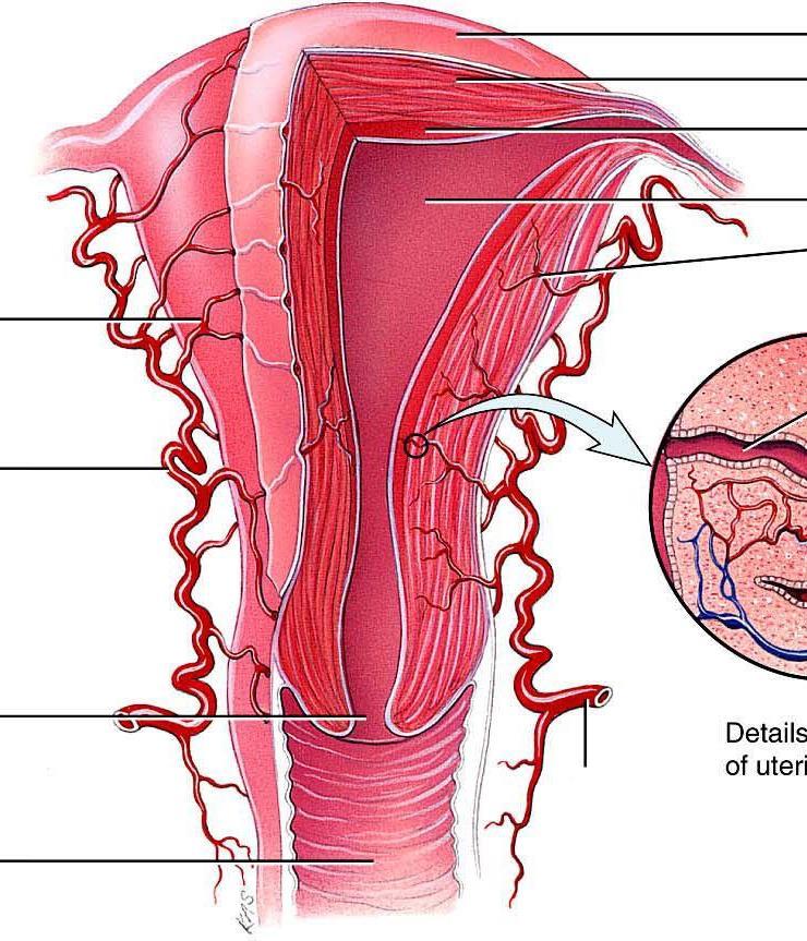 El útero es un órgano muscular también conocido como matriz Perimetrio