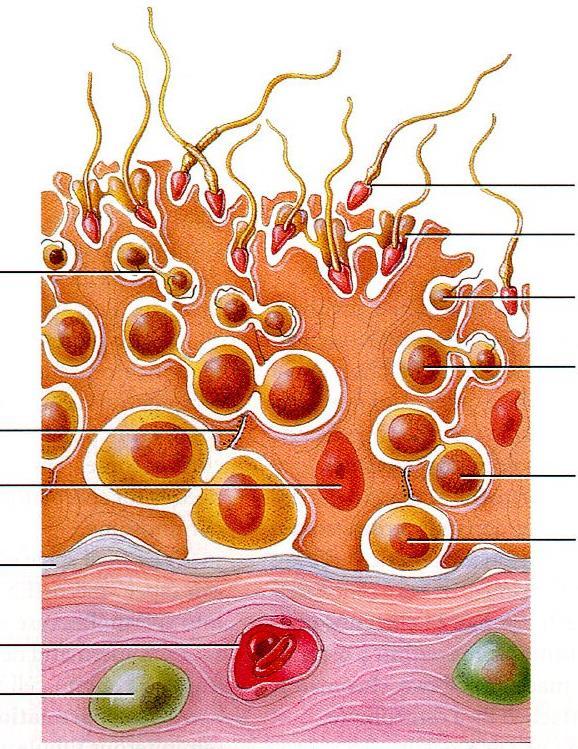 Esquema de formación de los espermatozoides en los tubos seminíferos Luz del túbulo seminífero Espermatozoide (n) Espermátida tardía (n)