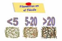 Filamentos en el flóculo: evalúa la cantidad de filamentos que forman parte de la estructura del flóculo.