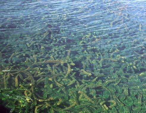 LA EUTROFICACION: LA ENFERMEDAD DE LAS LAGUNAS Crecimiento excesivo de algas y macrófitas