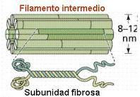 2. Filaments intermedis Es troben solament en algunes cels animals sobretot sotmeses a tensions mecàniques (epitelials, musculars, axons,.