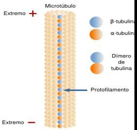 3. Microtúbuls Són els ppals components del citoesquelet de cels eucariotes Són cilindres buits, formats per 13 protofilaments constituïts per dímers de tubulina-α i β Polars Làbils