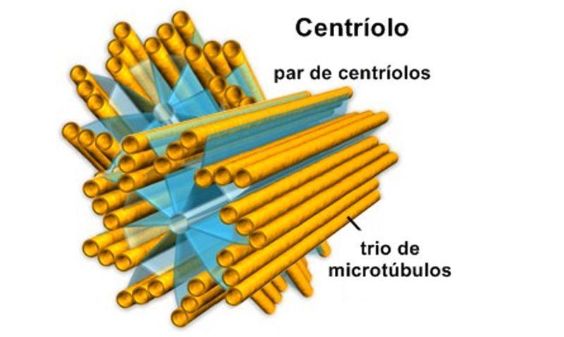 CENTRÍOLS Exclusius de les cels animals Són un parell d estructures cilíndriques (0.2 µm de diàmetre i 0.