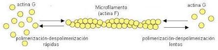 1. Filaments d actina o microfilaments Es troba en totes les cèl lules eucariotes (5% de la prot total) Es situen sobretot a la perifèria de la cel 2 protofilaments enrotllats entre si
