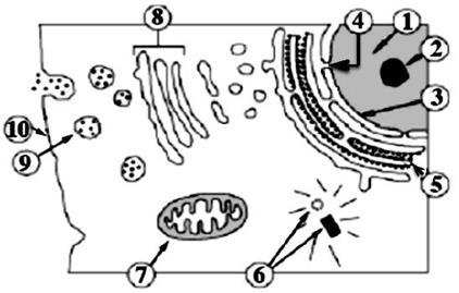 8. En relación con la figura adjunta que representa una parte de una célula eucariótica, conteste las siguientes cuestiones: (2012) a) Identifique los 10