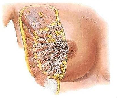 1. Porción glandular: Su unidad constitucional es el lóbulo mamario (de 15 a 20 por mama), el cual parte de un conducto galactóforo principal desde el pezón, con una pequeña dilatación a poco de su