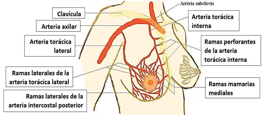 Figura 4. Irrigación arterial de la mama Fuente:(Bastidas, 2013) 1. Arterias intercostales posteriores, con unas ramas anteriores (no así las posteriores), que se dirigen a la mama. 2. Arteria subclavia, de la que nace la arteria mamaria interna, que da ramas intercostales.