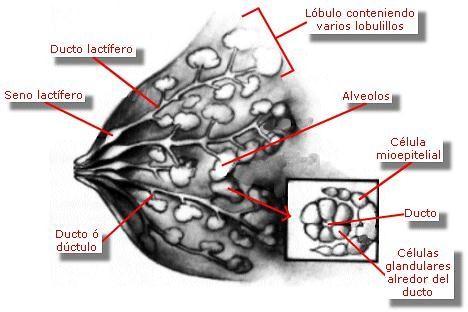 hacia el mesodermo, y que el desarrollo y ramificación ulterior permite que el estroma mesodérmico quede rodeando toda la estructura glandular.