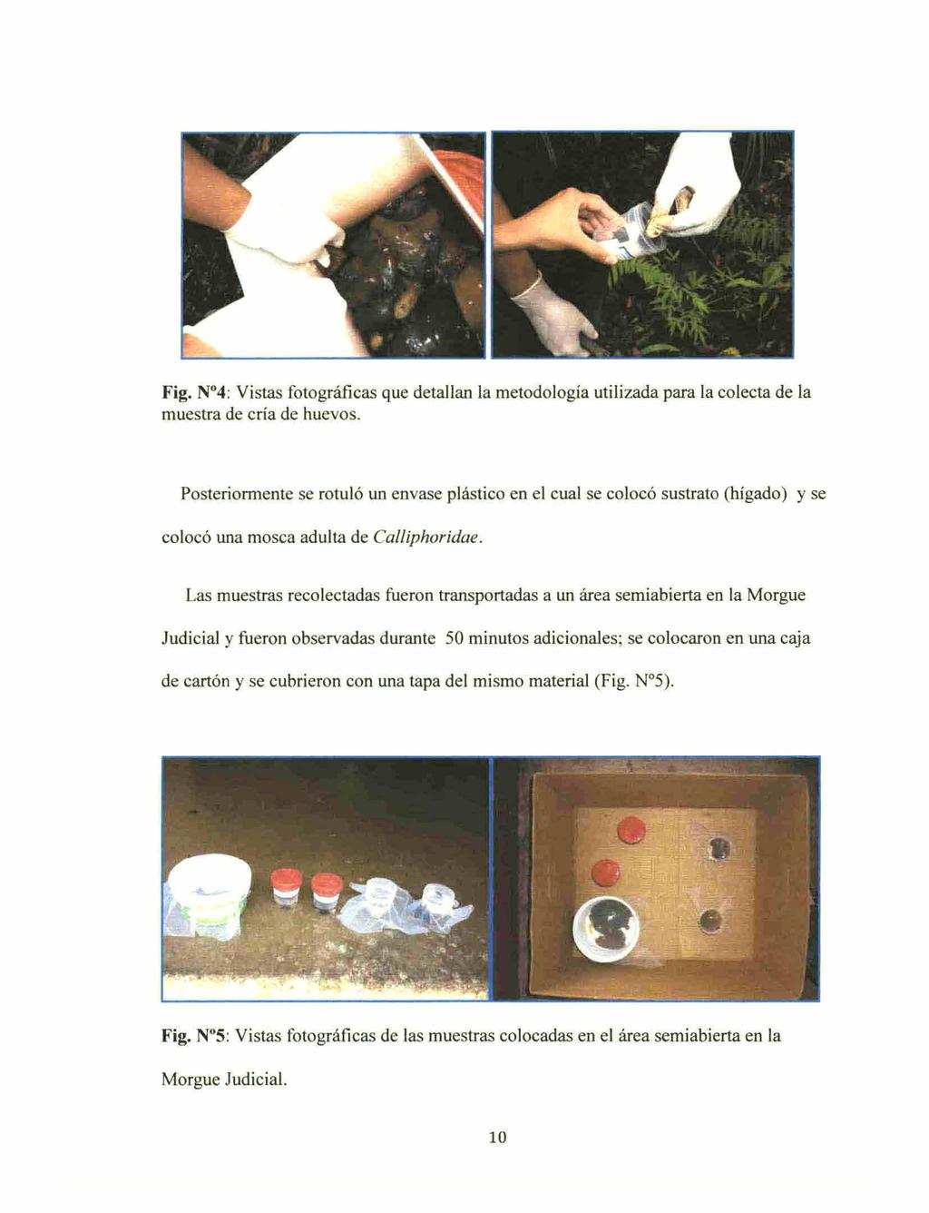 Fig. N 4: Vistas fotográficas que detallan la metodología utilizada para la colecta de la muestra de cría de huevos.