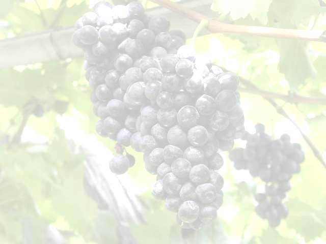 * Introducción: La uva (Vitis vinífera) es una fruta obtenida de la vid, vienen en racimos y son pequeñas y dulces.