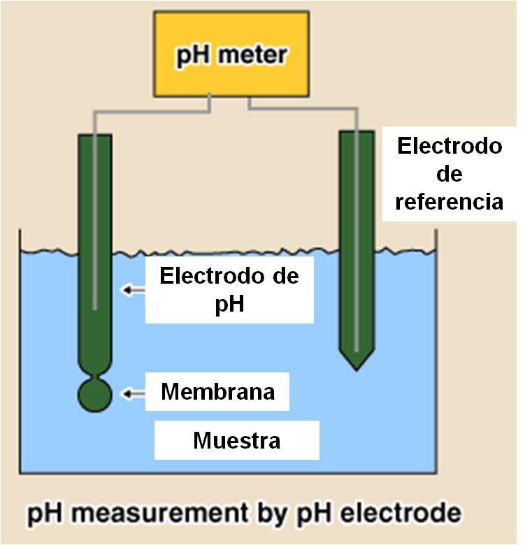 Funcionamiento del electrodo de vidrio El electrodo de ph determina el ph midiendo el potencial generado (en milivolts) por el flujo de H + desde un lado de la membrana sensora (selectiva a H + ) del