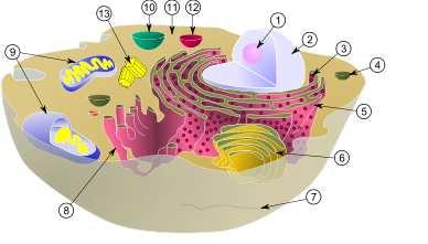 7.2 Fes un dibuix de les parts d un bacteri assenyalant les seves parts 7.3 Posa noms a aquesta cèllula eucariota animal 7.