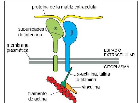 Uniones de Anclaje Uniones Focales son uniones estables célulamatriz extracelular las proteínas responsables son