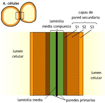 Pared Celular Laminilla Media Esta compuesta mayoritariamente por sustancias pécticas. En tejidos leñosos generalmente la laminilla media está lignificada.