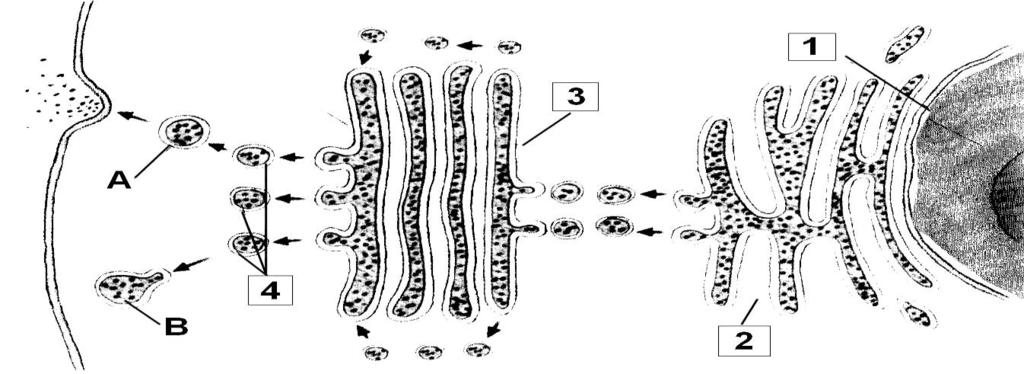 Temas 6, 7 y 8: La Célula: estructuras celulares EJERCICIOS PAU - EBAU (Castilla y León) Fuente: http://www.usal.es/node/100506 1.