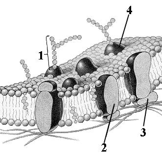 Junio 2013 Propuesta nº 3 / 2013. 2. Indique la estructura y funciones de estos orgánulos de una célula eucariota: a) Lisosomas b) Retículo endoplasmático c) Aparato de Golgi d) Peroxisomas 2.