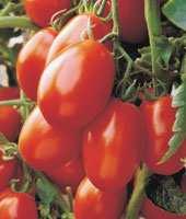 Les estamos enviando el Boletín Electrónico Nº12 de Tomate y esperamos que sea de su interés.