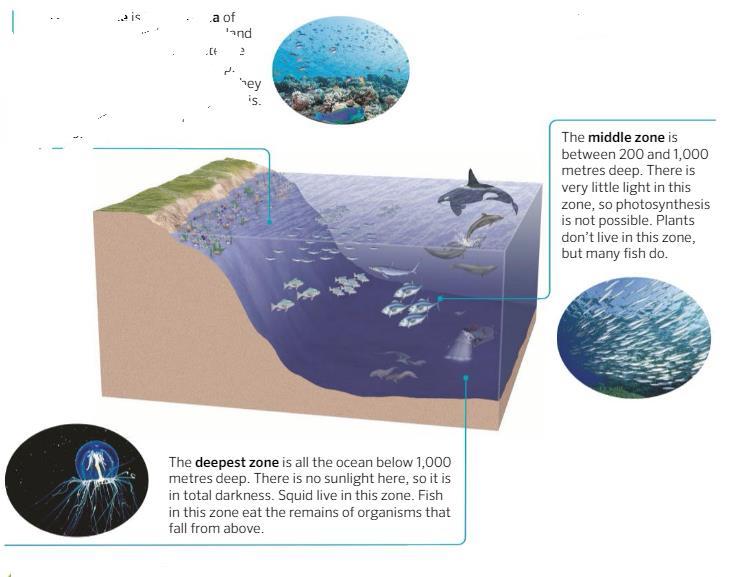 LA DISTRIBUCIÓN DE LA VIDA EN LOS ECOSISTEMAS MARINOS Dependiendo de la profuncidad del agua y la cantidad de luz, podemos clasificar los ecosistemas marinos en tres zonas principales: ZONA COSTERA