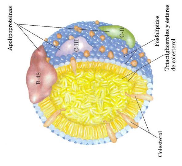 El quilomicrón Transporta los triglicéridos desde el intestino al interior de la célula En la estructura de un quilomicrón, la superficie esta constituida por una capa de fosfolipidos.