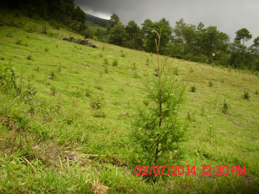 Reforestación y SAF