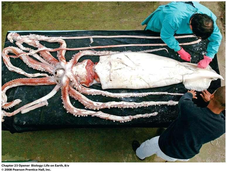 El calamar gigante es el animal invertebrado más grande de la Tierra, pero nuestra única