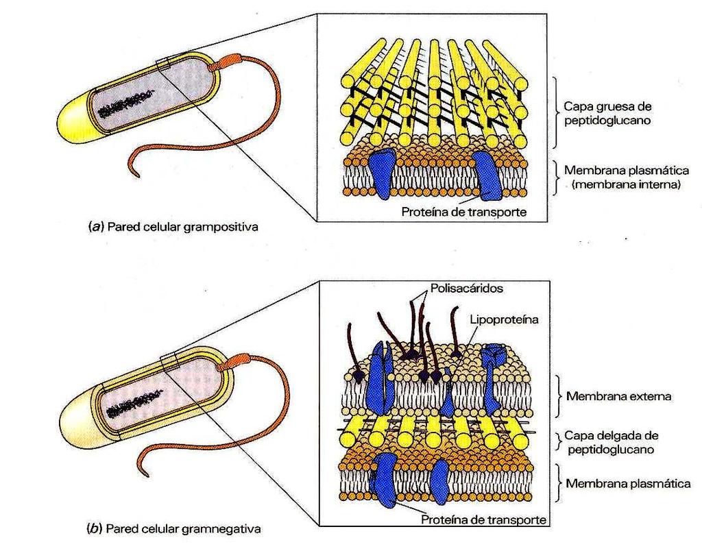 Paredes celulares grampositivas y gramnegativas Gram positivos (+) - Pared celular con grueso peptidoglicano que retiene un colorante específico. No tienen membrana externa.